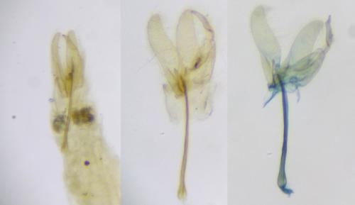 Batrachedra parvulipunctella
